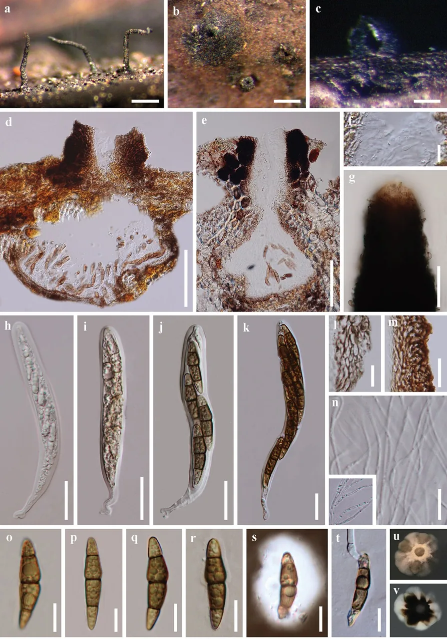 Longicorpus striatisporus (Longicorpus striatisporus) — photo mycologique