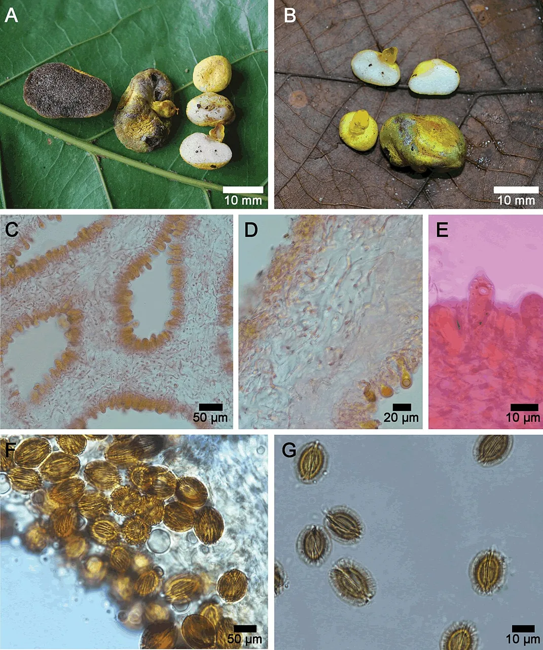 Longistriata flava (Longistriata flava) — photo mycologique