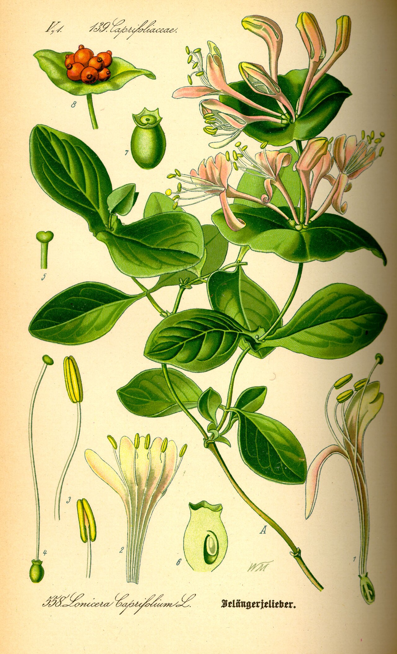 Chèvrefeuille (Lonicera) — photo botanique