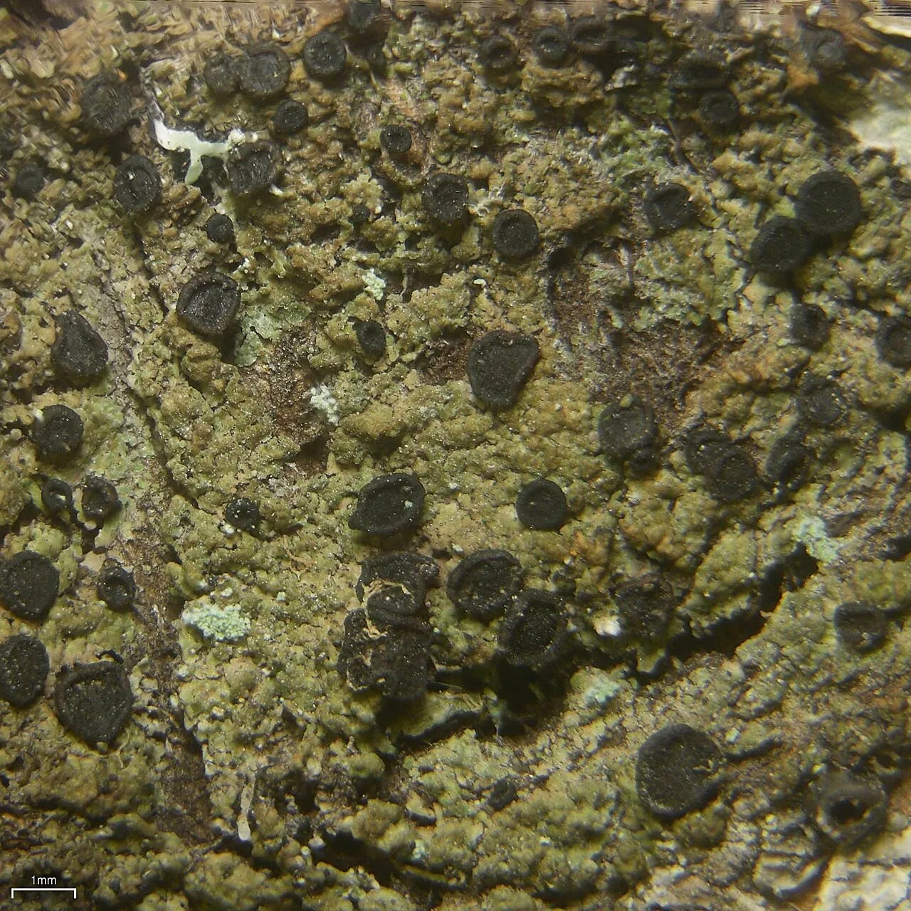 Lopadium brisbanense (Lopadium brisbanense) — photo mycologique