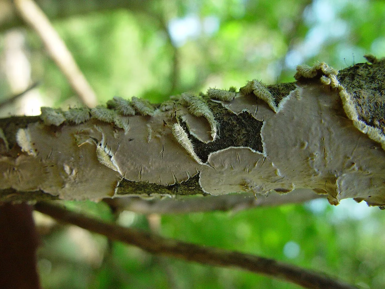 Lopharia ochracea (Lopharia ochracea) — photo mycologique