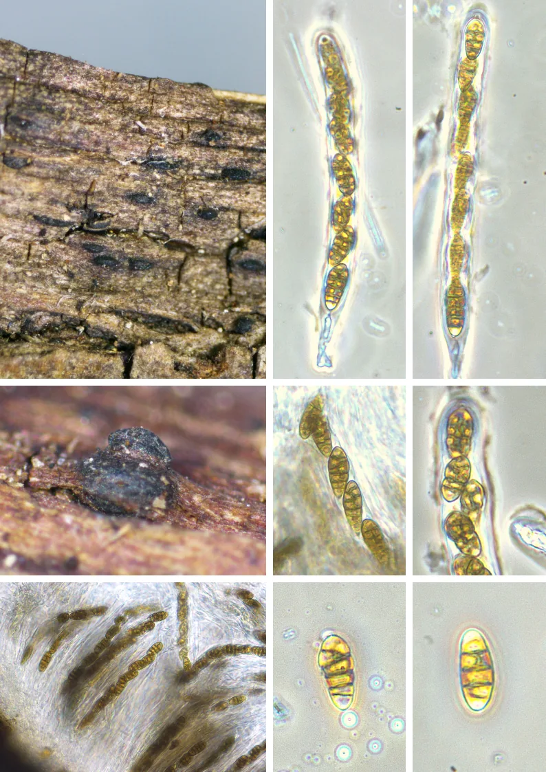 Lophiostoma compressum (Lophiostoma compressum) — photo mycologique
