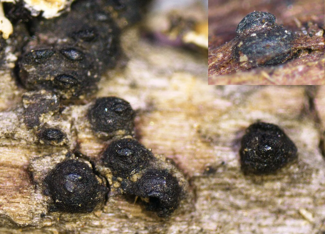 Lophiostoma myriocarpum (Lophiostoma myriocarpum) — photo mycologique