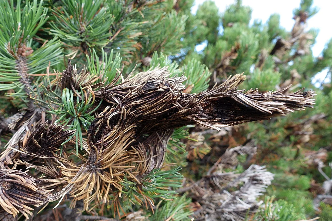 Lophiotrema eburneoides (Lophiotrema eburneoides) — photo mycologique