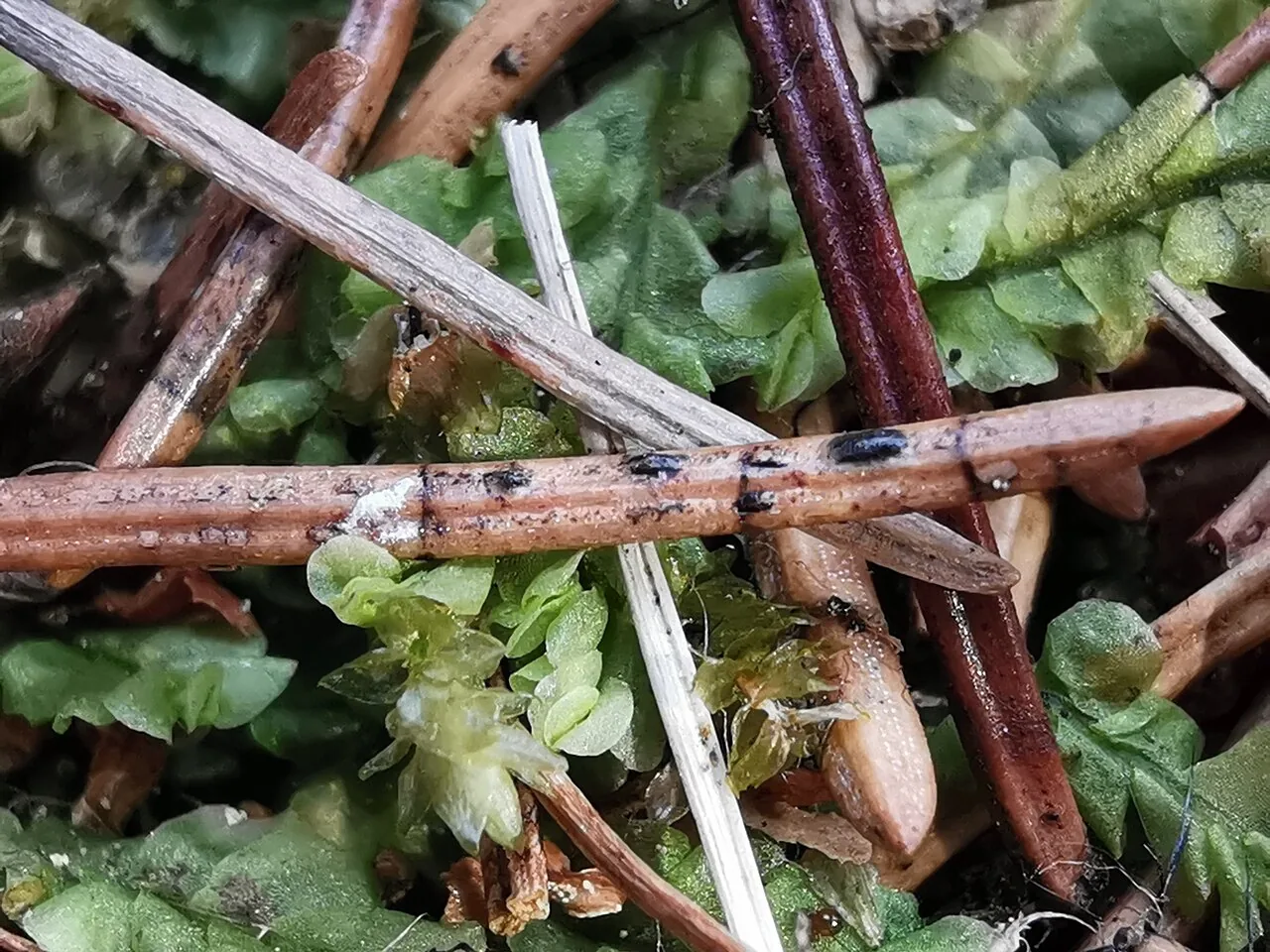 Lophodermium abietis (Lophodermium abietis) — photo mycologique