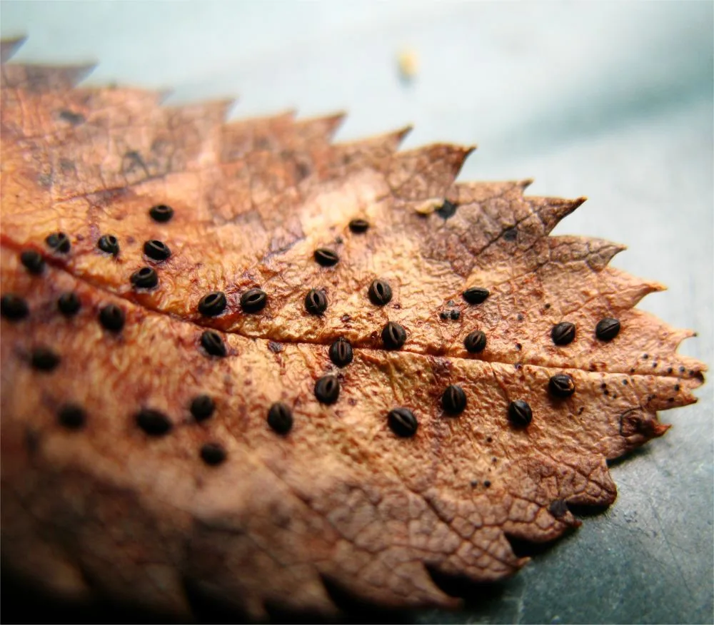Lophodermium sphaerioides (Lophodermium sphaerioides) — photo mycologique