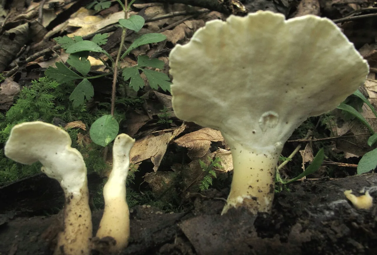Loweomyces fractipes (Loweomyces fractipes) — photo mycologique