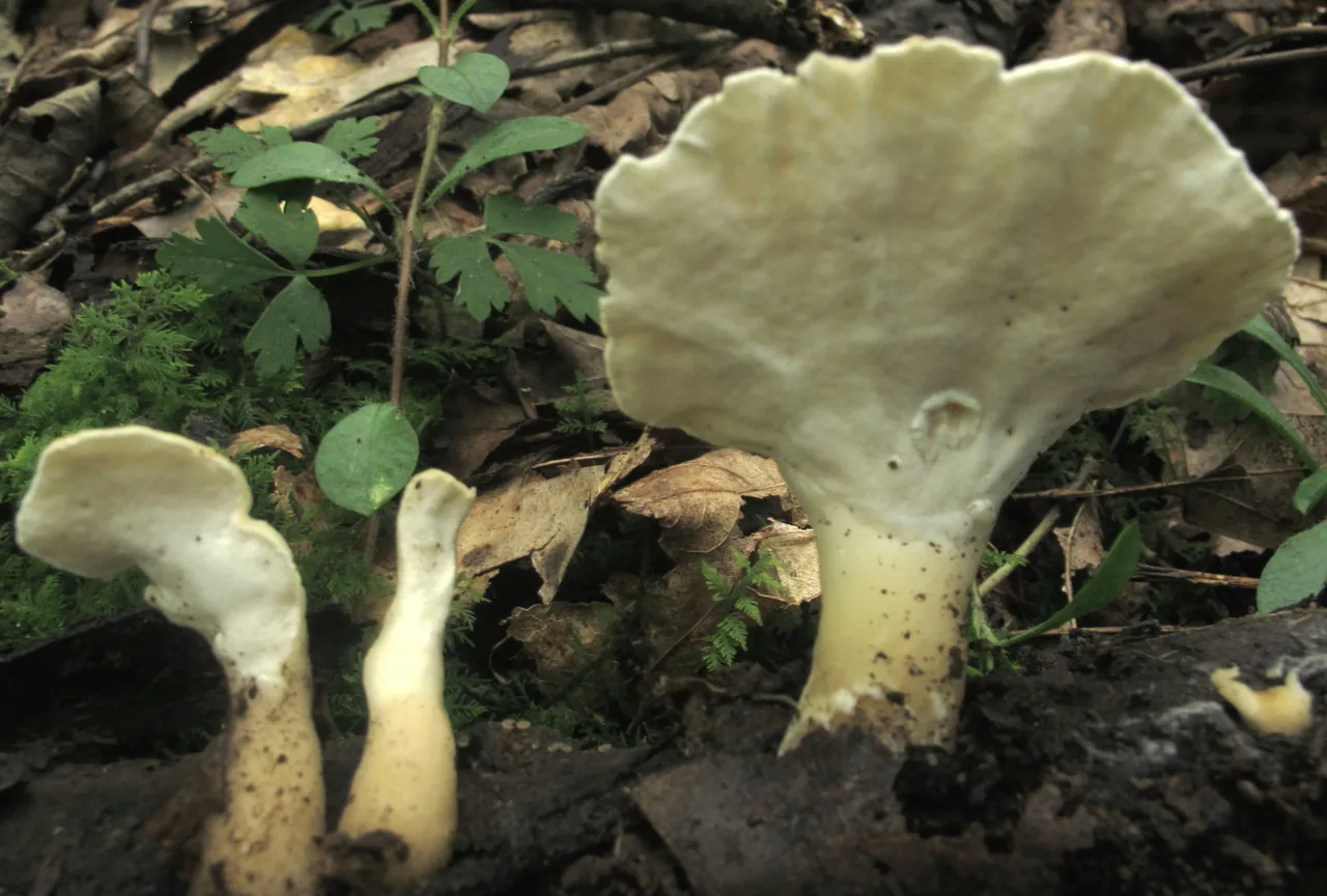 Loweomyces subgiganteus (Loweomyces subgiganteus) — photo mycologique