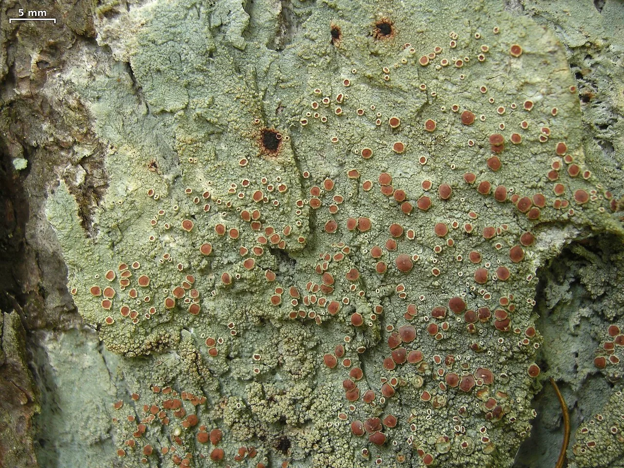 Loxospora isidiata (Loxospora isidiata) — photo mycologique
