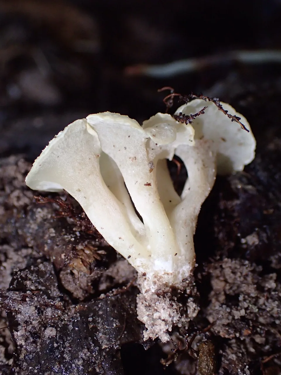 Luellia cystidiata (Luellia cystidiata) — photo mycologique