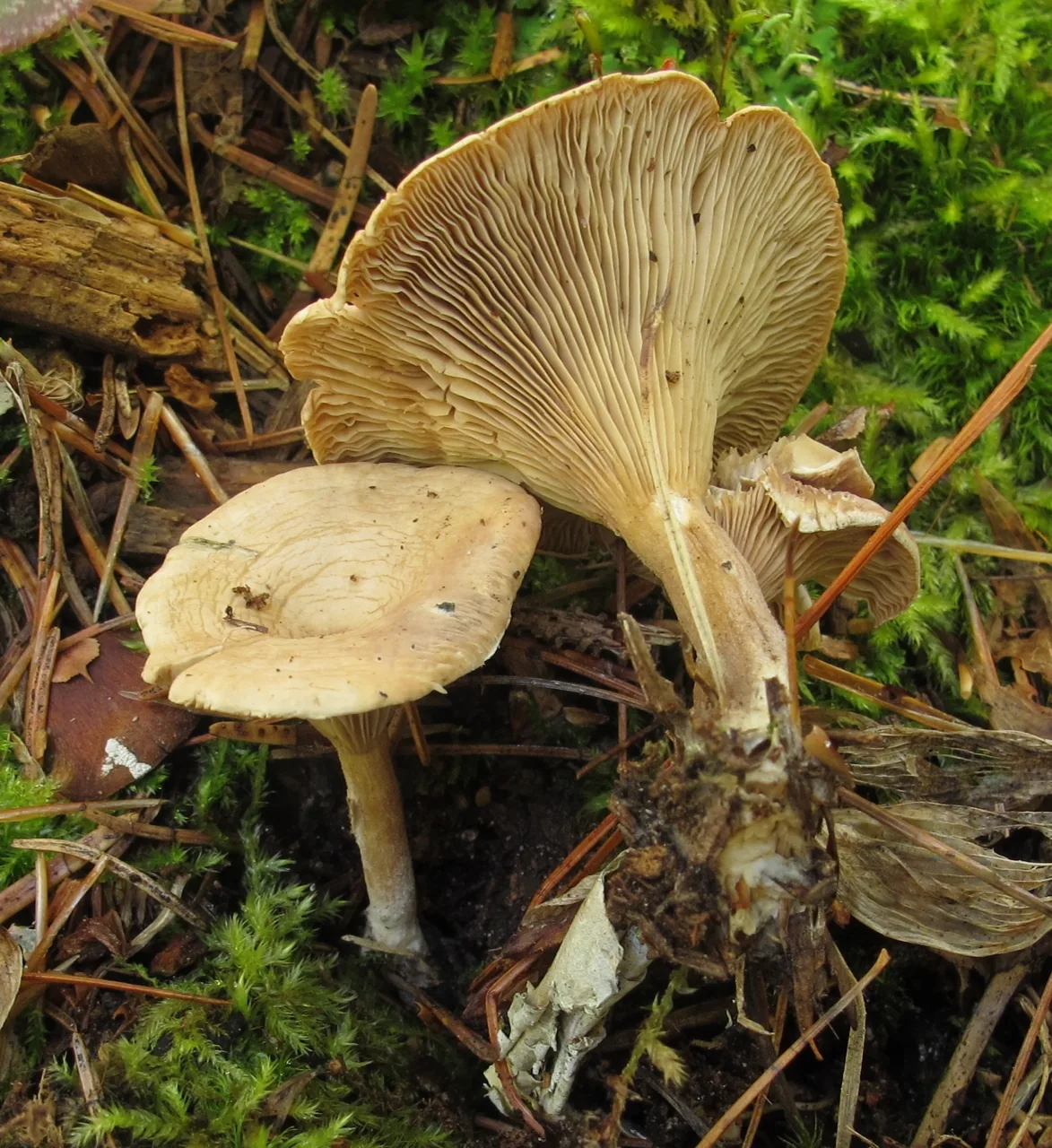 Lulesia lignicola (Lulesia lignicola) — photo mycologique