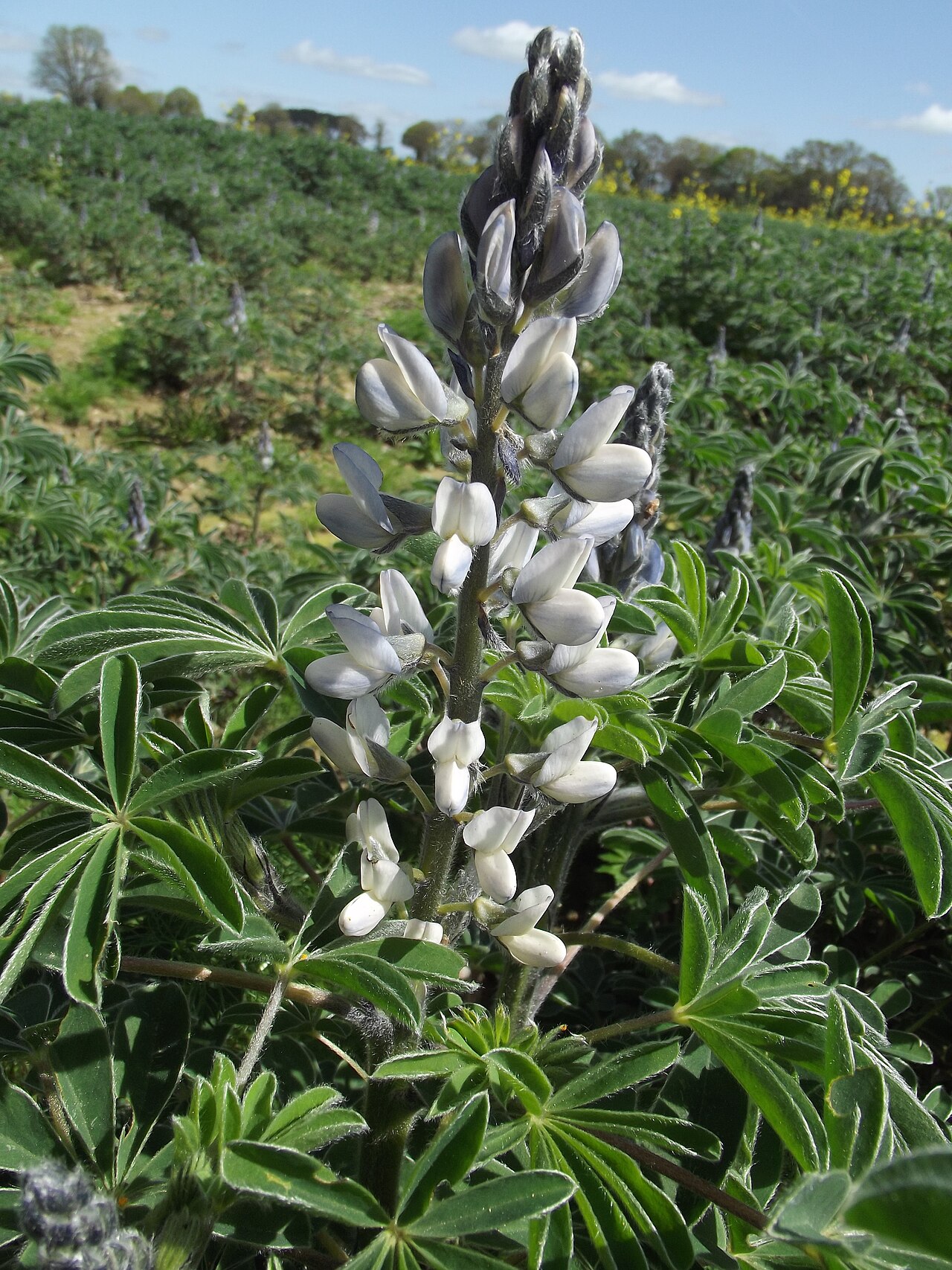 Lupin (Lupinus) — photo botanique