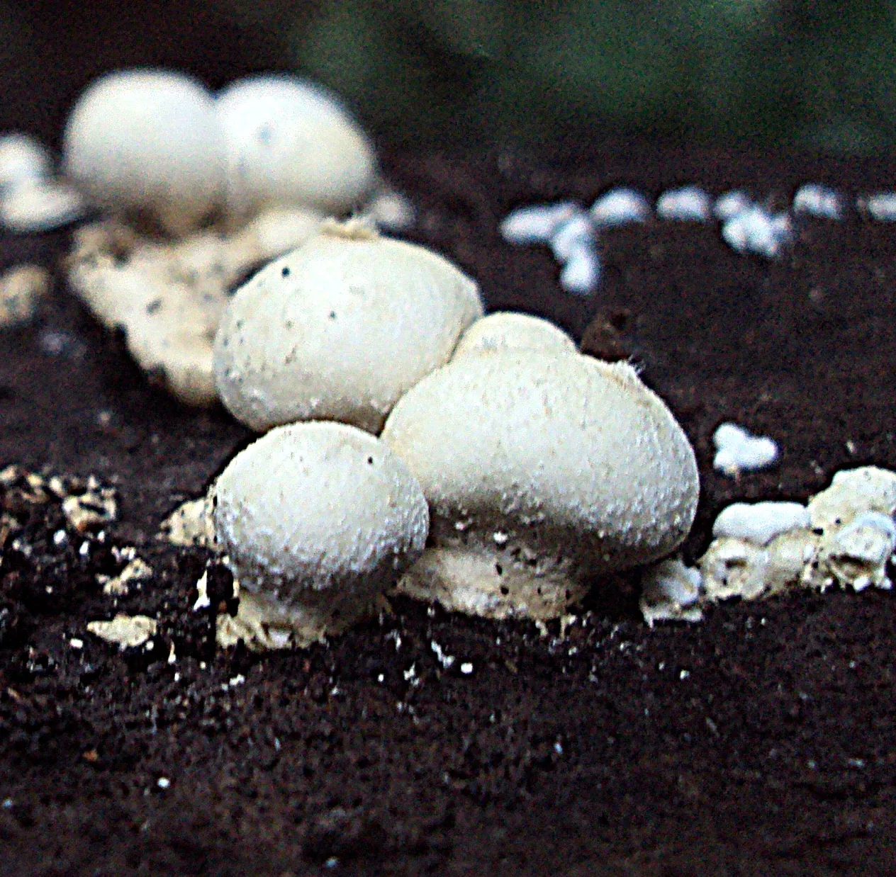 Lycogalopsis dussii (Lycogalopsis dussii) — photo mycologique
