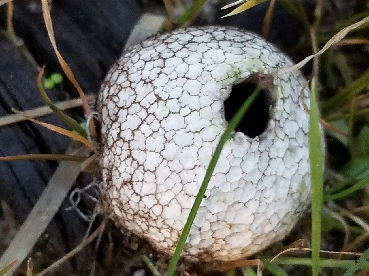 Lycoperdon compactum (Lycoperdon compactum) — photo mycologique