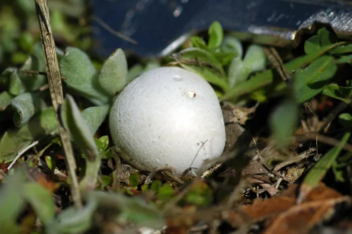 Lycoperdon dermoxanthum (Lycoperdon dermoxanthum) — photo mycologique