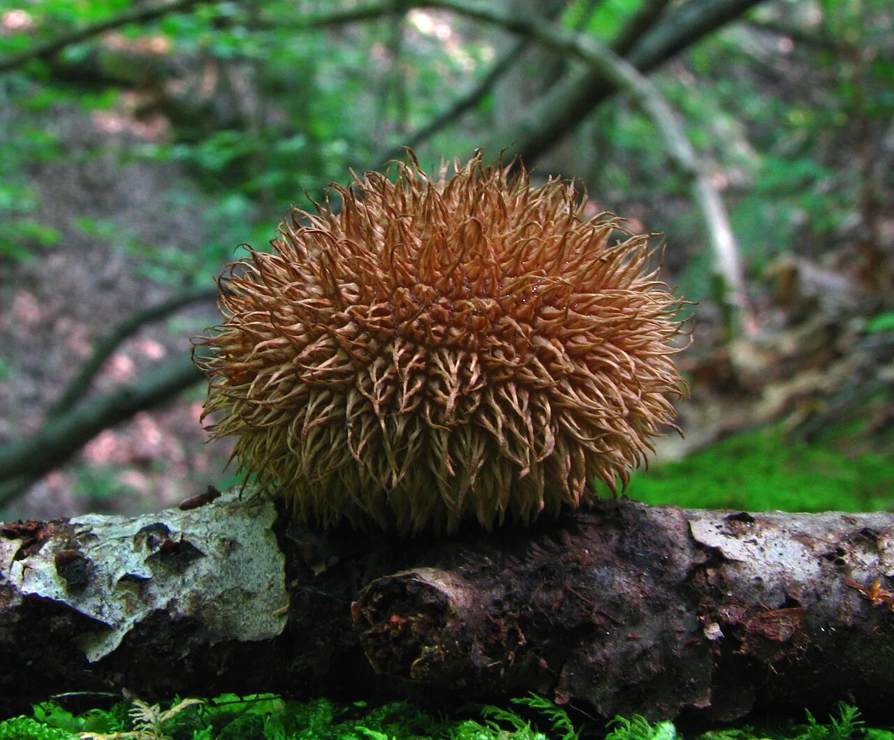 Lycoperdon echinatum (Lycoperdon echinatum) — photo mycologique