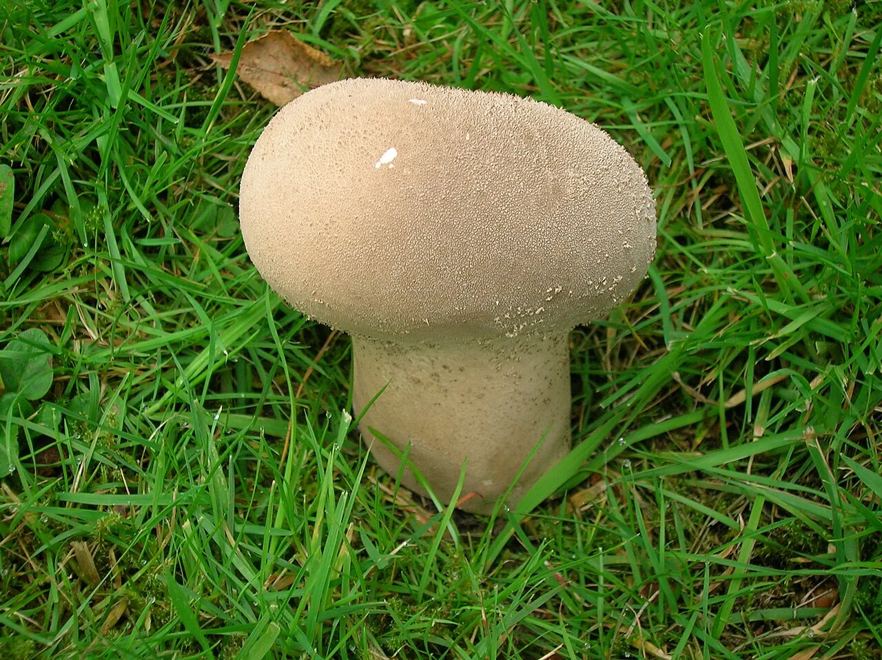 Lycoperdon excipuliforme (Lycoperdon excipuliforme) — photo mycologique
