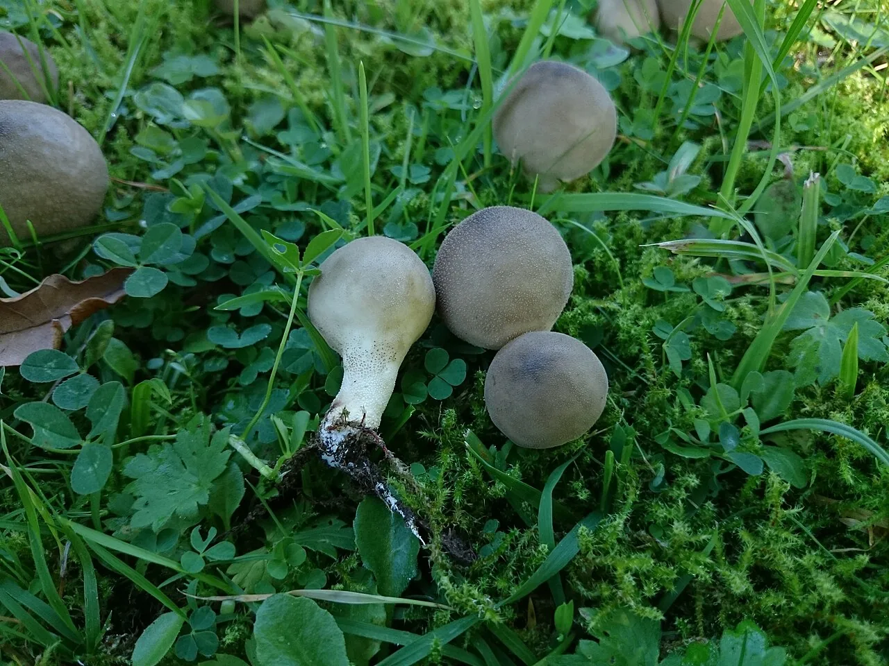 Lycoperdon lividum (Lycoperdon lividum) — photo mycologique