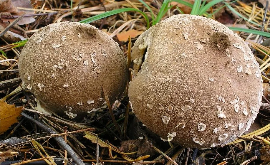 Lycoperdon mammiforme (Lycoperdon mammiforme) — photo mycologique