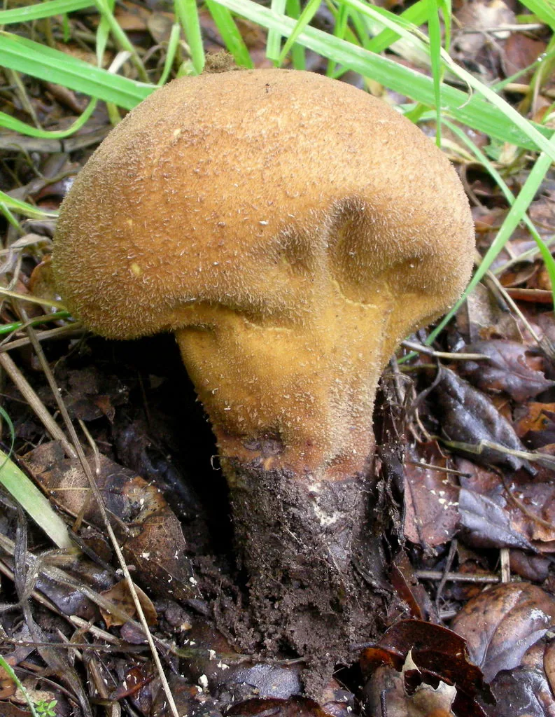 Lycoperdon molle (Lycoperdon molle) — photo mycologique