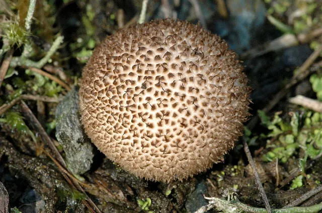 Lycoperdon nigrescens (Lycoperdon nigrescens) — photo mycologique