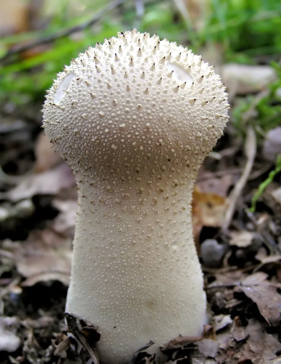 Lycoperdon polytrichum (Lycoperdon polytrichum) — photo mycologique