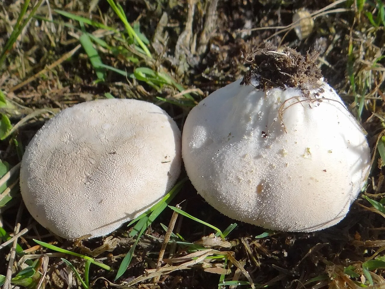 Lycoperdon pratense (Lycoperdon pratense) — photo mycologique