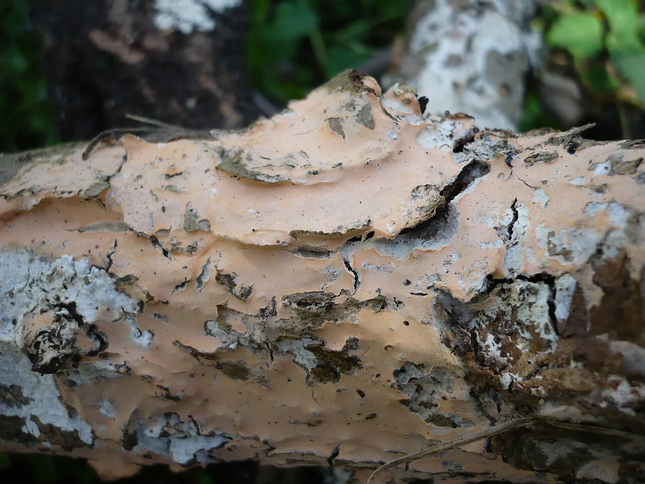 Lyomyces microfasciculatus (Lyomyces microfasciculatus) — photo mycologique