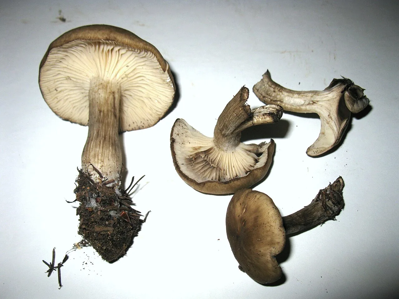 Lyophyllum daonense (Lyophyllum daonense) — photo mycologique