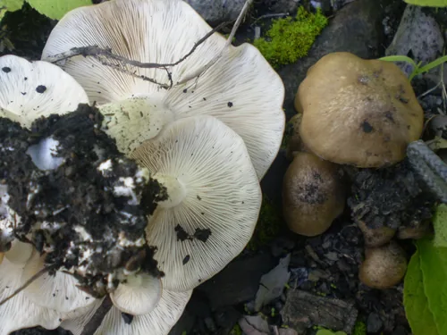 Lyophyllum shimeji (Lyophyllum shimeji) — photo mycologique