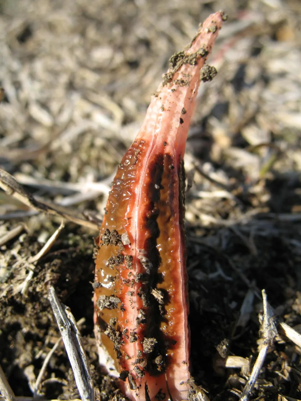 Lysurus congolensis (Lysurus congolensis) — photo mycologique