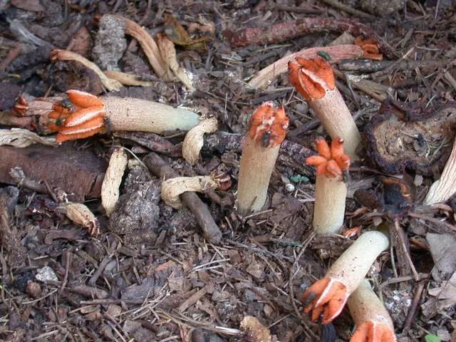 Lysurus cruciatus (Lysurus cruciatus) — photo mycologique