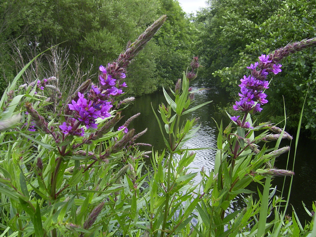 Salicaire (Lythrum) — photo botanique