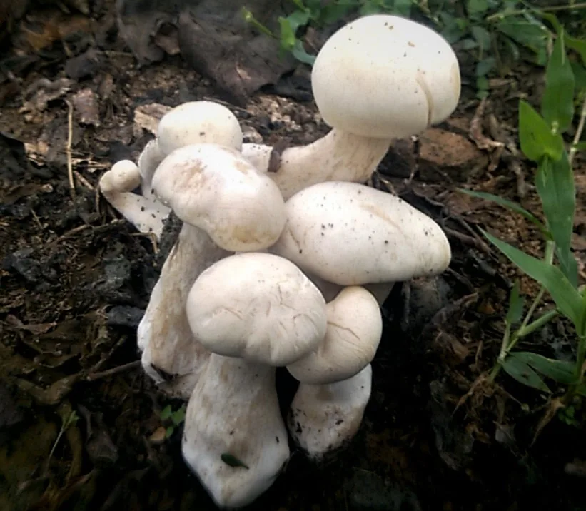Macrocybe crassa (Macrocybe crassa) — photo mycologique