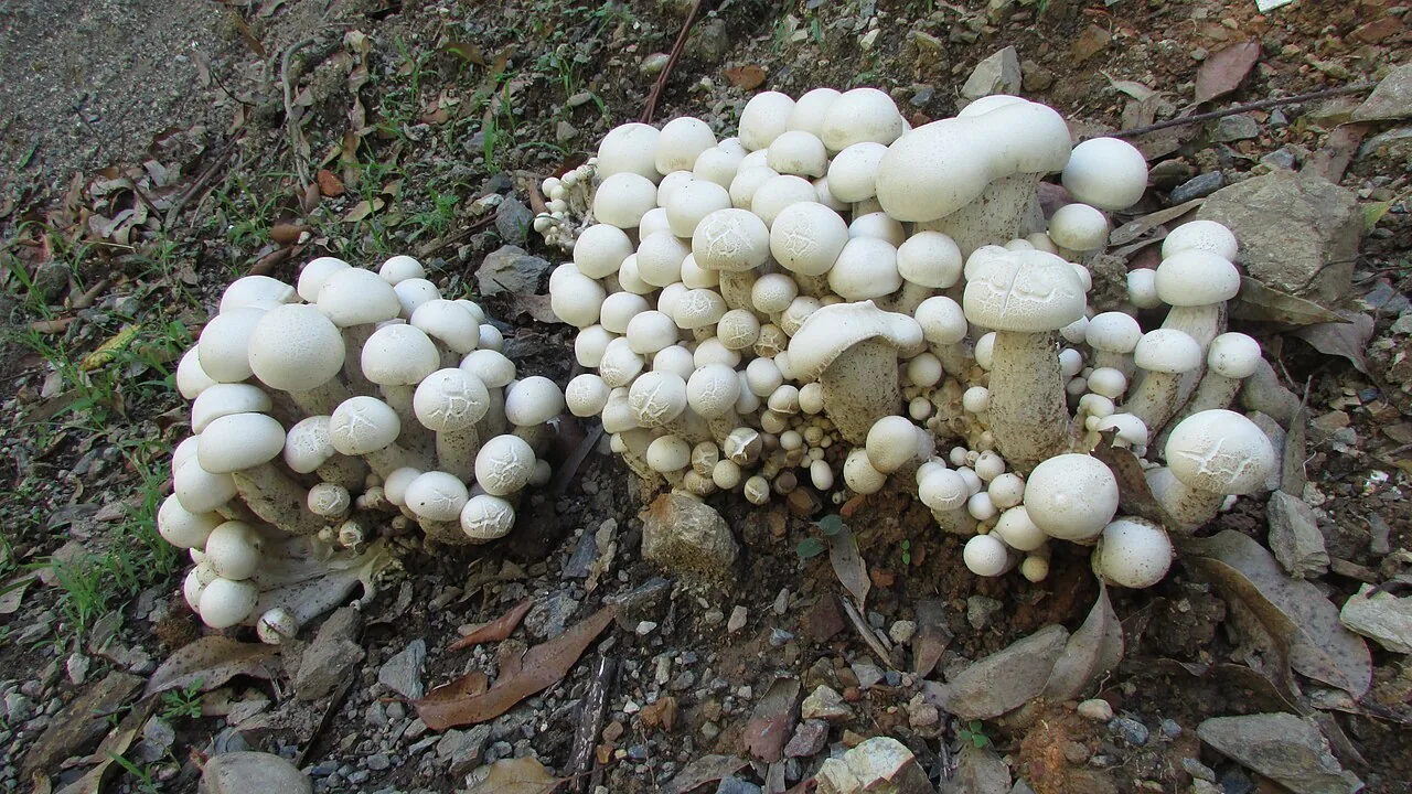 Macrocybe sardoa (Macrocybe sardoa) — photo mycologique