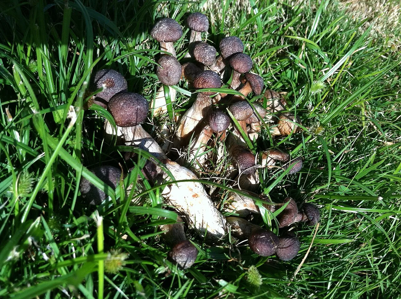 Macrocybe spectabilis (Macrocybe spectabilis) — photo mycologique