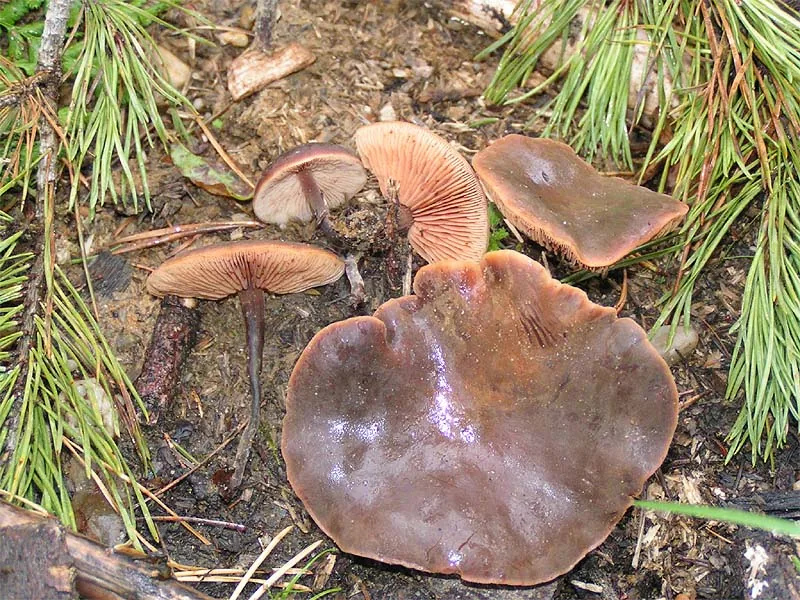Macrocystidia occidentalis (Macrocystidia occidentalis) — photo mycologique