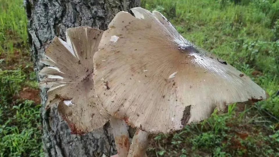 Macrolepiota albuminosa (Macrolepiota albuminosa) — photo mycologique