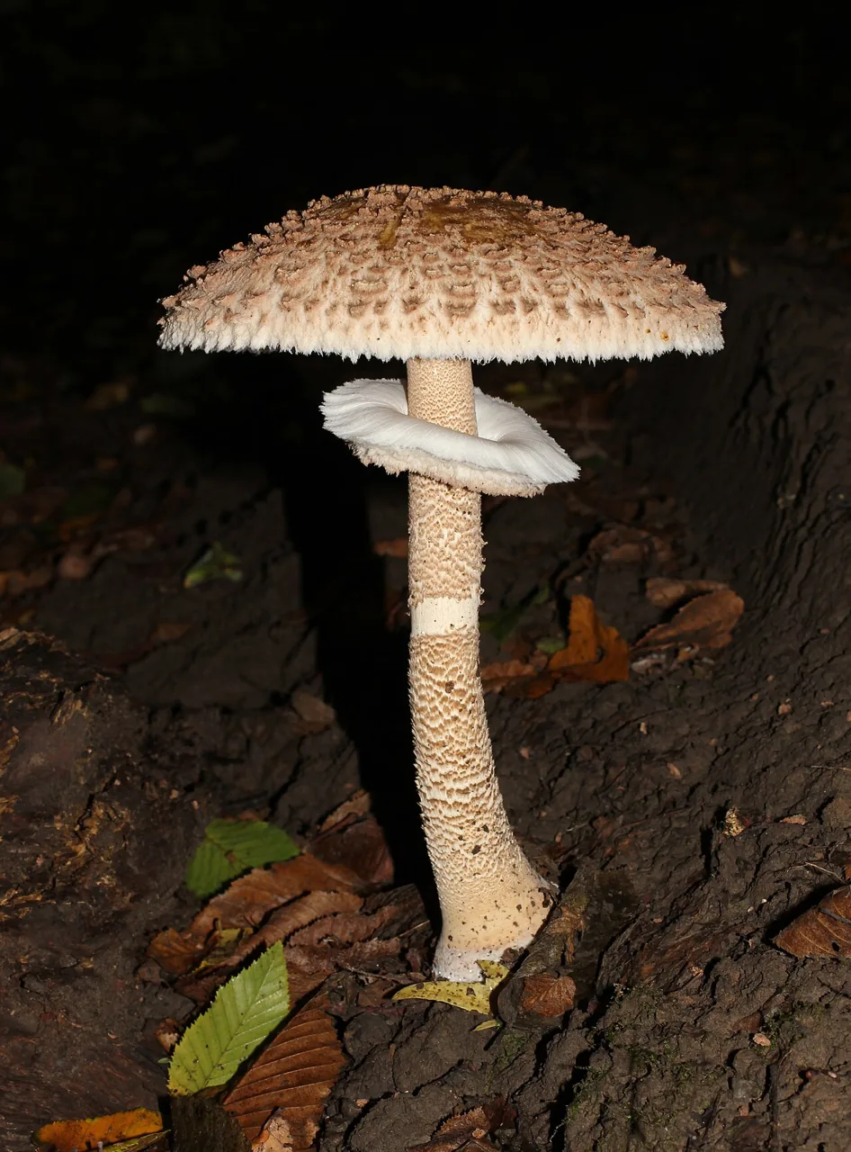 Macrolepiota colombiana (Macrolepiota colombiana) — photo mycologique