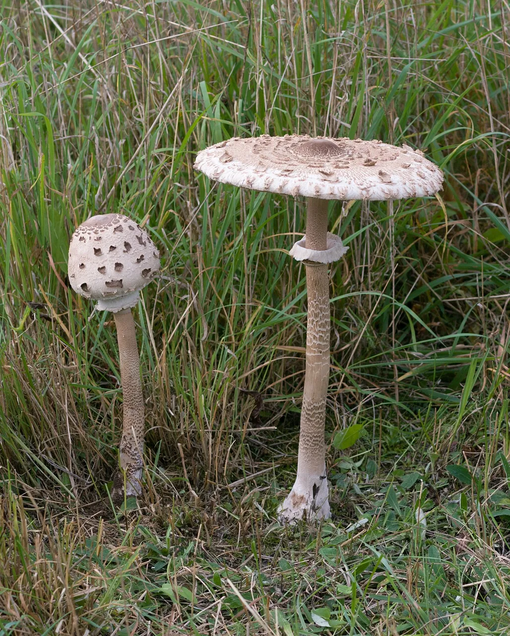 Macrolepiota procera (Macrolepiota procera) — photo mycologique