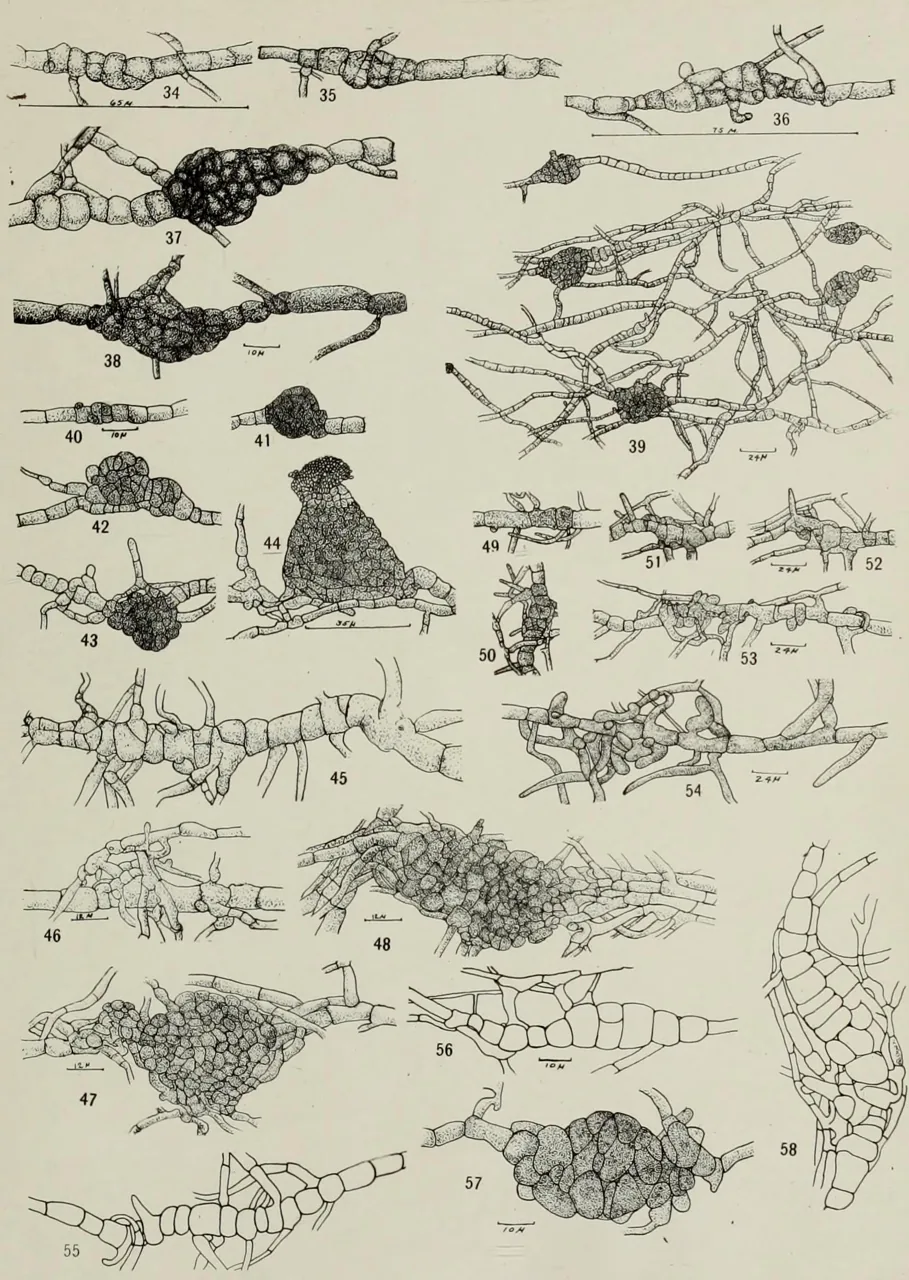 Macrophoma numerosa (Macrophoma numerosa) — photo mycologique