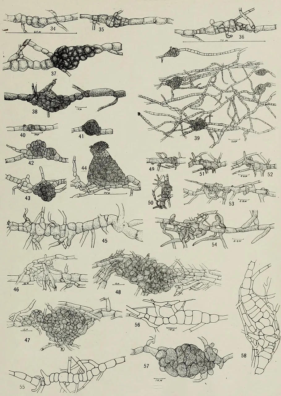 Macrophoma pallida (Macrophoma pallida) — photo mycologique
