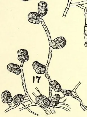 Macrosporium concinnum (Macrosporium concinnum) — photo mycologique