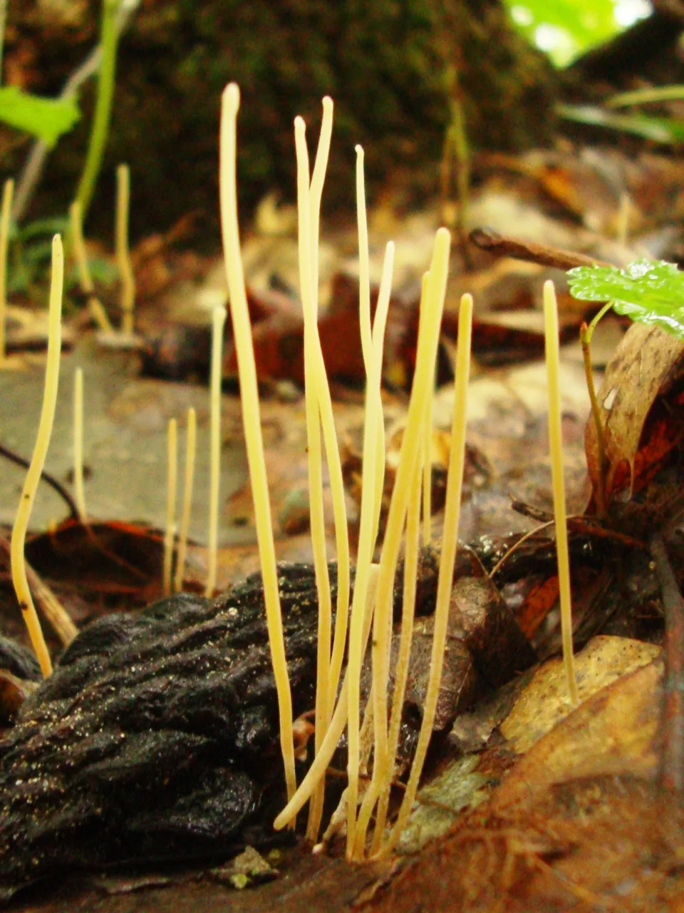Macrotyphula defibulata (Macrotyphula defibulata) — photo mycologique