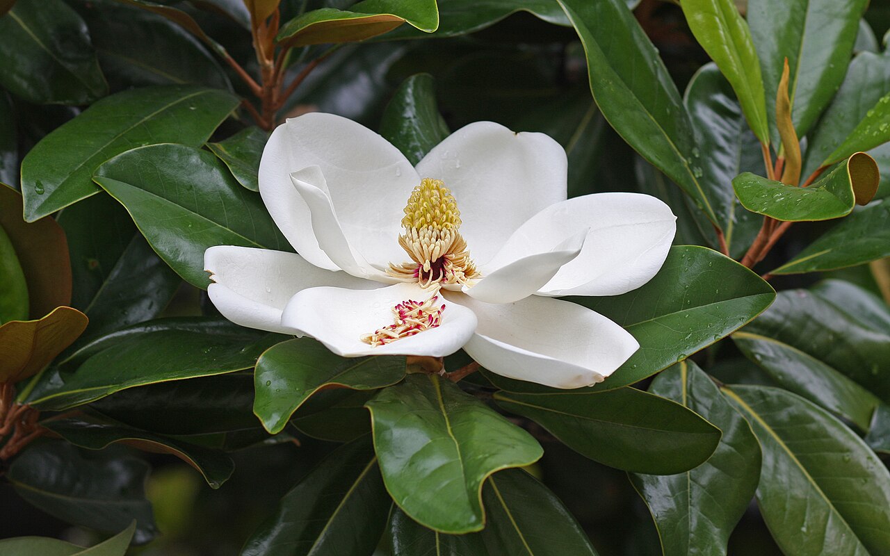 Magnolia à grandes fleurs (Magnolia grandiflora) — photo botanique