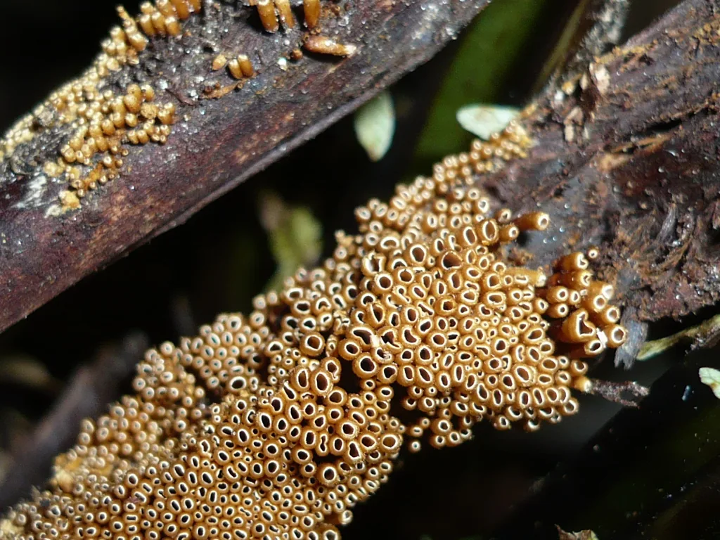 Maireina ochracea (Maireina ochracea) — photo mycologique