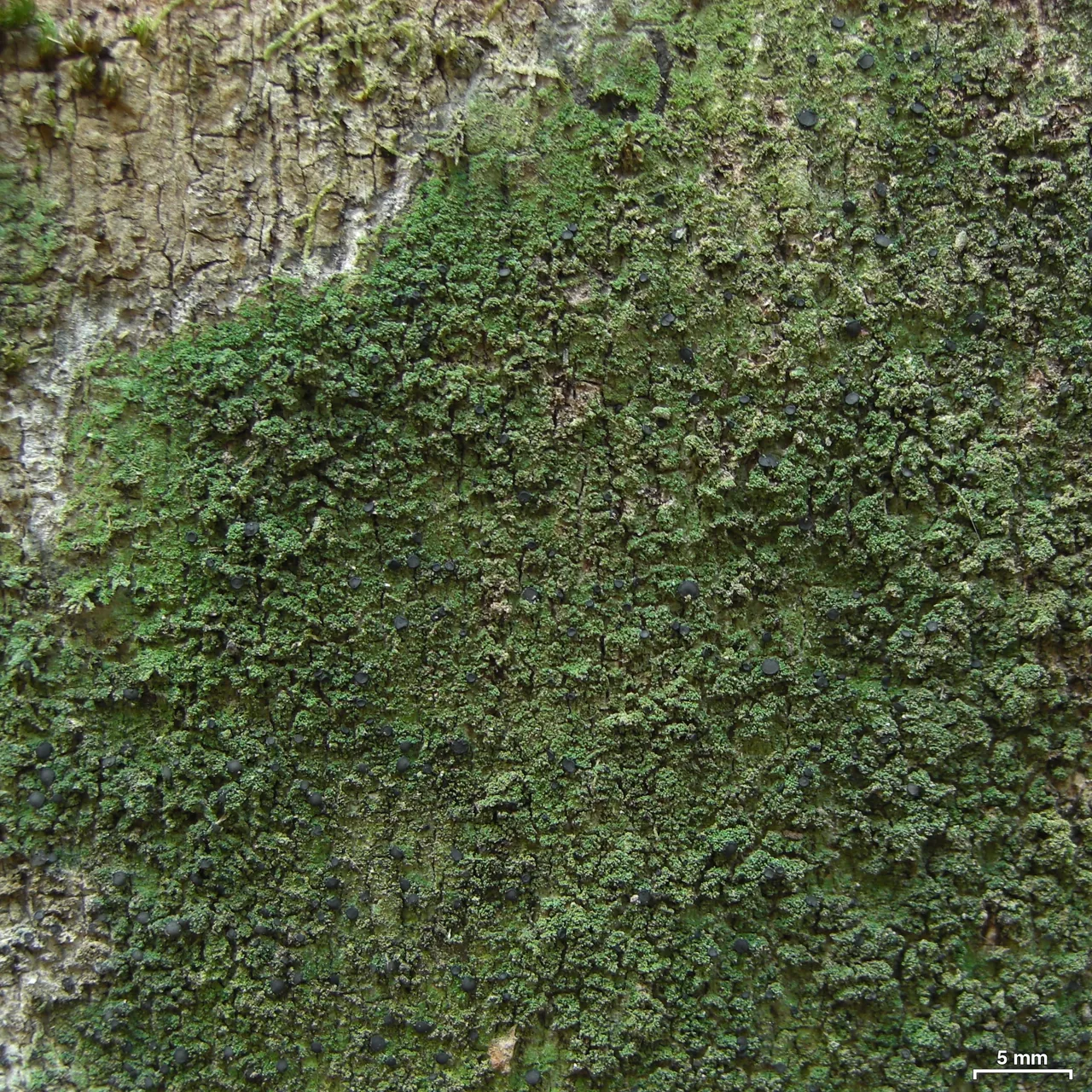 Malmidea demutans (Malmidea demutans) — photo mycologique