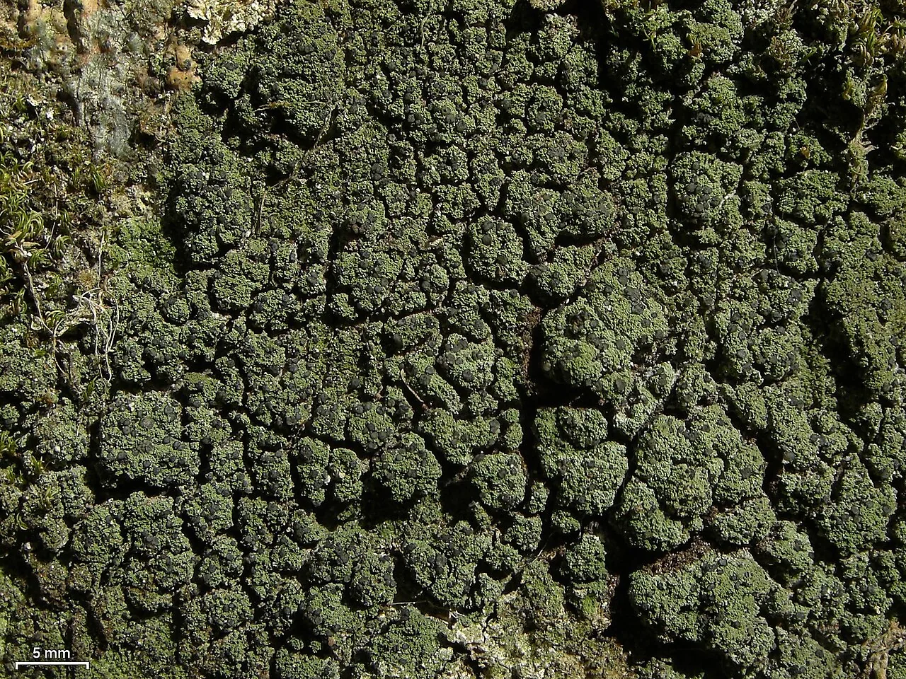 Malmidea furfurosa (Malmidea furfurosa) — photo mycologique