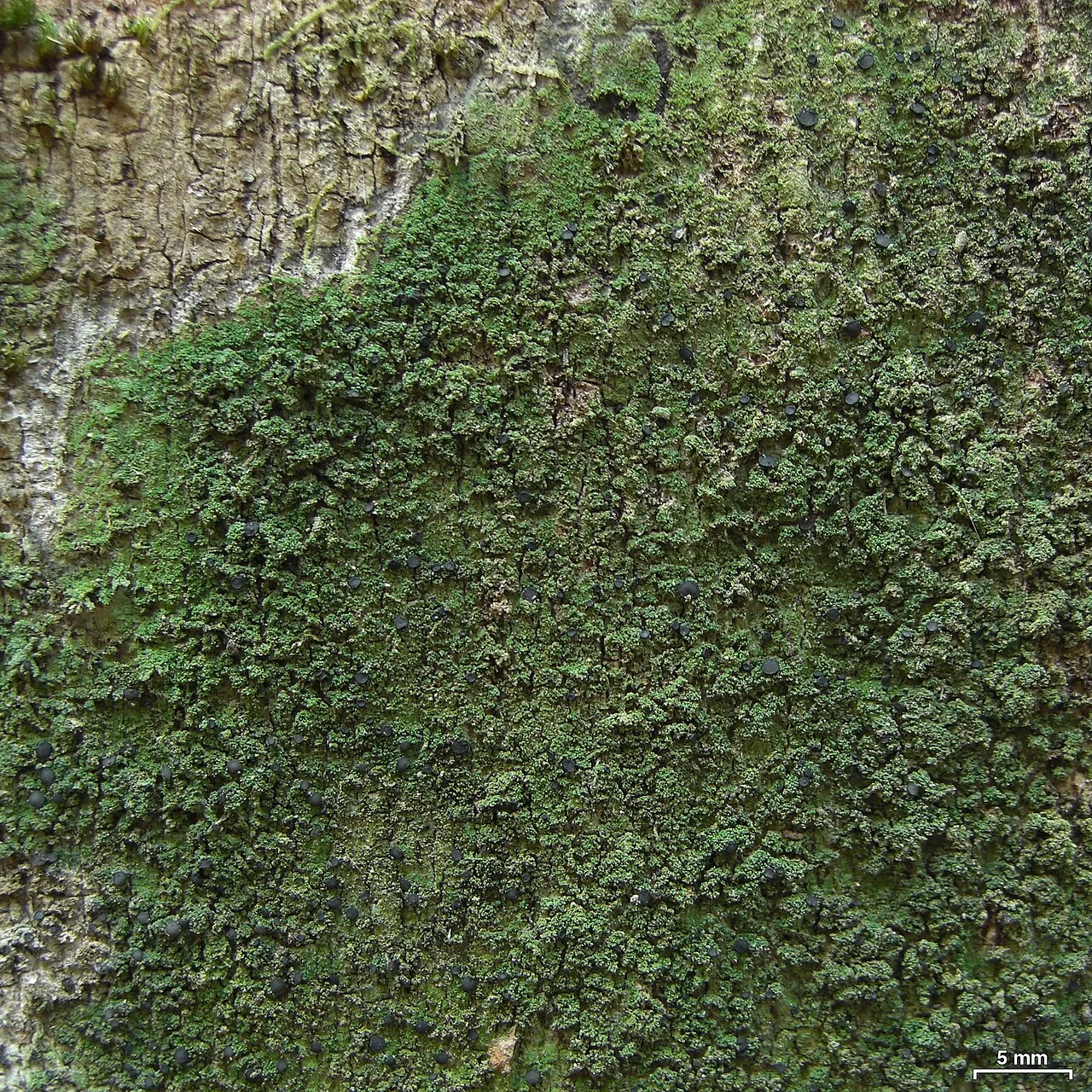Malmidea vinosa (Malmidea vinosa) — photo mycologique