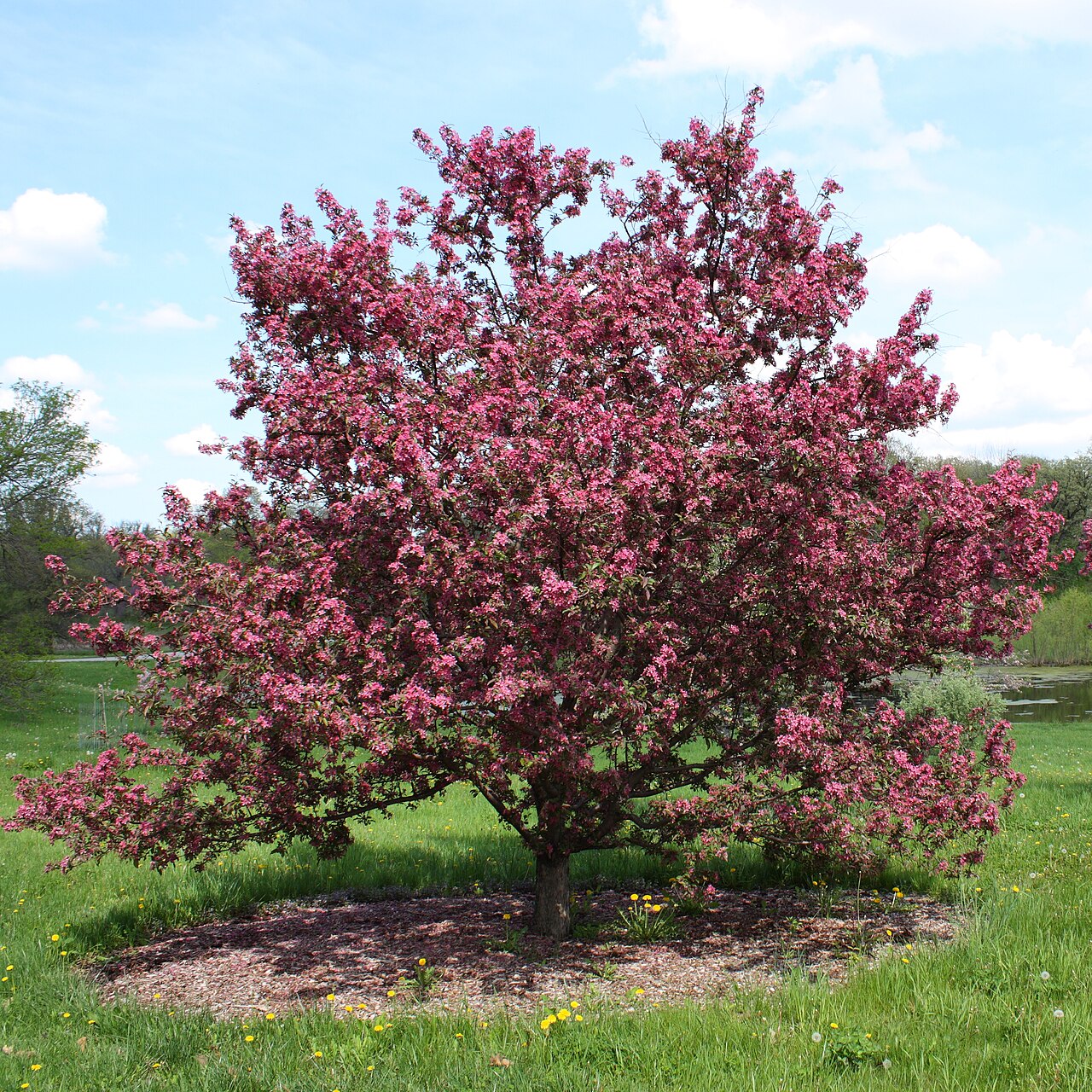 Pommier (Malus) — photo botanique